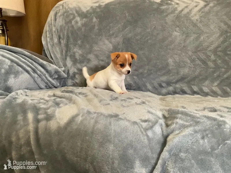 Shark – Chihuahua puppy for sale in Flora, IN