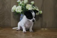 Trex AKC, a male Chihuahua for sale in Flora, IN – 4 of 8