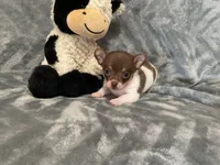 Eddy, a male Chihuahua for sale in Flora, IN – 2 of 7
