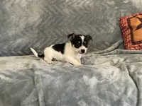 Cookie , a male Chihuahua for sale in Flora, IN – 6 of 9