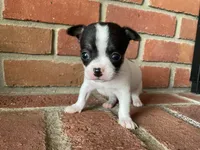 Buster, a male Chihuahua for sale in Flora, IN – 5 of 6