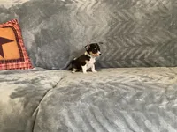 Muffin, a male Chihuahua for sale in Flora, IN – 2 of 7