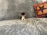 Muffin, a male Chihuahua for sale in Flora, IN – 4 of 7