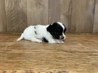 AKC Sparkle , a female Chihuahua for sale in Flora, IN – 5 of 7