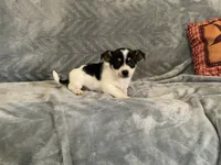 Cookie , a male Chihuahua for sale in Flora, IN – 5 of 9
