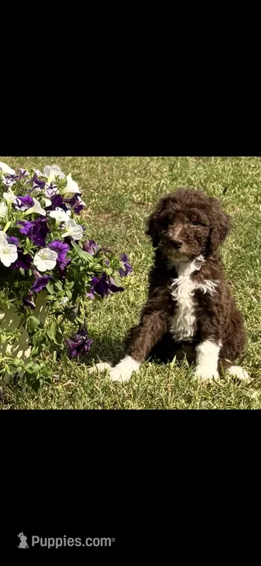 Tootsie – Aussiedoodle puppy for sale in Lavonia, GA
