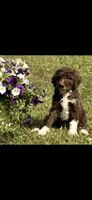 Tootsie, a female Aussiedoodle for sale in Lavonia, GA – 1 of 1