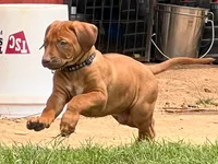 Artemis Black Boy, a male Rhodesian Ridgeback for sale in Bellevue, TX – 10 of 10