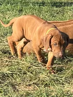 Artemis Yellow Boy, a male Rhodesian Ridgeback for sale in Bellevue, TX – 4 of 10