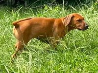 Leto’s Black Collar Boy, a male Rhodesian Ridgeback for sale in Bellevue, TX – 4 of 10