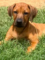 Leto’s Black Collar Boy, a male Rhodesian Ridgeback for sale in Bellevue, TX – 6 of 10