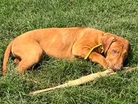 Leto’s Yellow Collar Boy, a male Rhodesian Ridgeback for sale in Bellevue, TX – 7 of 10