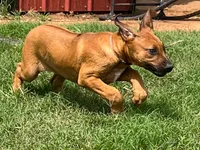 Leto’s Pink Collar Girl, a female Rhodesian Ridgeback for sale in Bellevue, TX – 2 of 10