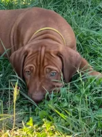 Artemis Yellow Boy, a male Rhodesian Ridgeback for sale in Bellevue, TX – 3 of 10