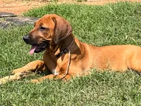 Leto’s Pink Collar Girl, a female Rhodesian Ridgeback for sale in Bellevue, TX – 7 of 10