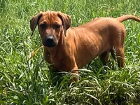 Leto’s Black Collar Boy, a male Rhodesian Ridgeback for sale in Bellevue, TX – 7 of 10