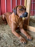 Leto’s Pink Collar Girl, a female Rhodesian Ridgeback for sale in Bellevue, TX – 8 of 10