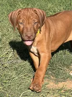 Artemis Yellow Boy, a male Rhodesian Ridgeback for sale in Bellevue, TX – 6 of 10