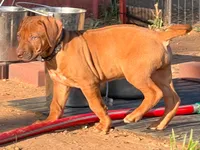 Artemis Black Boy, a male Rhodesian Ridgeback for sale in Bellevue, TX – 7 of 10