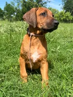 Leto’s Pink Collar Girl, a female Rhodesian Ridgeback for sale in Bellevue, TX – 6 of 10