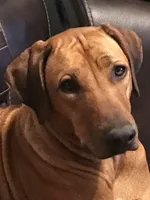 Leto’s Pink Collar Girl, a female Rhodesian Ridgeback for sale in Bellevue, TX – 9 of 10