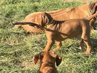 Artemis Yellow Boy, a male Rhodesian Ridgeback for sale in Bellevue, TX – 7 of 10