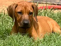 Leto’s Black Collar Boy, a male Rhodesian Ridgeback for sale in Bellevue, TX – 5 of 10