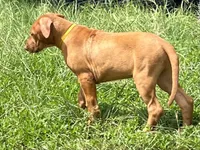 Leto’s Yellow Collar Boy, a male Rhodesian Ridgeback for sale in Bellevue, TX – 5 of 10