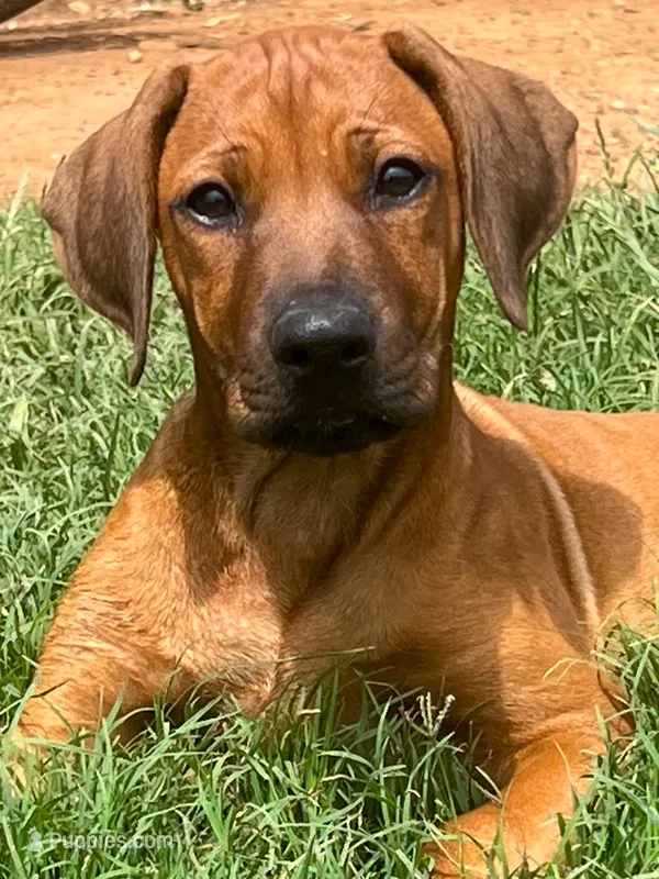 Leto’s Black Collar Boy – Rhodesian Ridgeback puppy for sale in Bellevue, TX