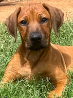 Leto’s Black Collar Boy, a male Rhodesian Ridgeback for sale in Bellevue, TX – 1 of 10