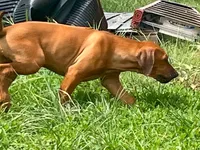 Leto’s Black Collar Boy, a male Rhodesian Ridgeback for sale in Bellevue, TX – 2 of 10