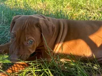 Artemis Black Boy, a male Rhodesian Ridgeback for sale in Bellevue, TX – 8 of 10