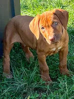 Artemis Black Boy, a male Rhodesian Ridgeback for sale in Bellevue, TX – 6 of 10