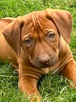 Artemis Black Boy, a male Rhodesian Ridgeback for sale in Bellevue, TX – 5 of 10