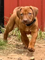 Artemis Black Boy, a male Rhodesian Ridgeback for sale in Bellevue, TX – 3 of 10