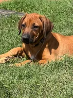 Leto’s Pink Collar Girl, a female Rhodesian Ridgeback for sale in Bellevue, TX – 3 of 10