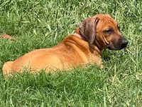 Leto’s Pink Collar Girl, a female Rhodesian Ridgeback for sale in Bellevue, TX – 4 of 10