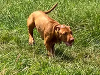 Leto’s Yellow Collar Boy, a male Rhodesian Ridgeback for sale in Bellevue, TX – 6 of 10