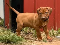 Artemis Black Boy, a male Rhodesian Ridgeback for sale in Bellevue, TX – 4 of 10