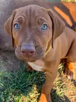 Artemis Yellow Boy, a male Rhodesian Ridgeback for sale in Bellevue, TX – 2 of 10