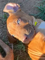 Artemis Yellow Boy, a male Rhodesian Ridgeback for sale in Bellevue, TX – 10 of 10