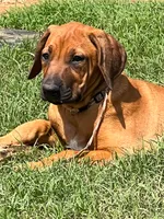 Leto’s Pink Collar Girl, a female Rhodesian Ridgeback for sale in Bellevue, TX – 5 of 10