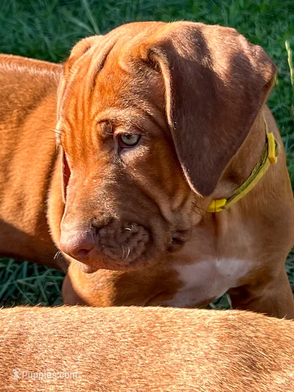 Artemis Yellow Boy – Rhodesian Ridgeback puppy for sale in Bellevue, TX