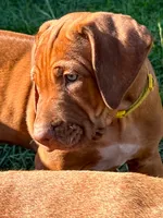 Artemis Yellow Boy, a male Rhodesian Ridgeback for sale in Bellevue, TX – 1 of 10