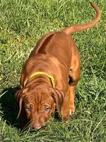 Artemis Yellow Boy, a male Rhodesian Ridgeback for sale in Bellevue, TX – 8 of 10