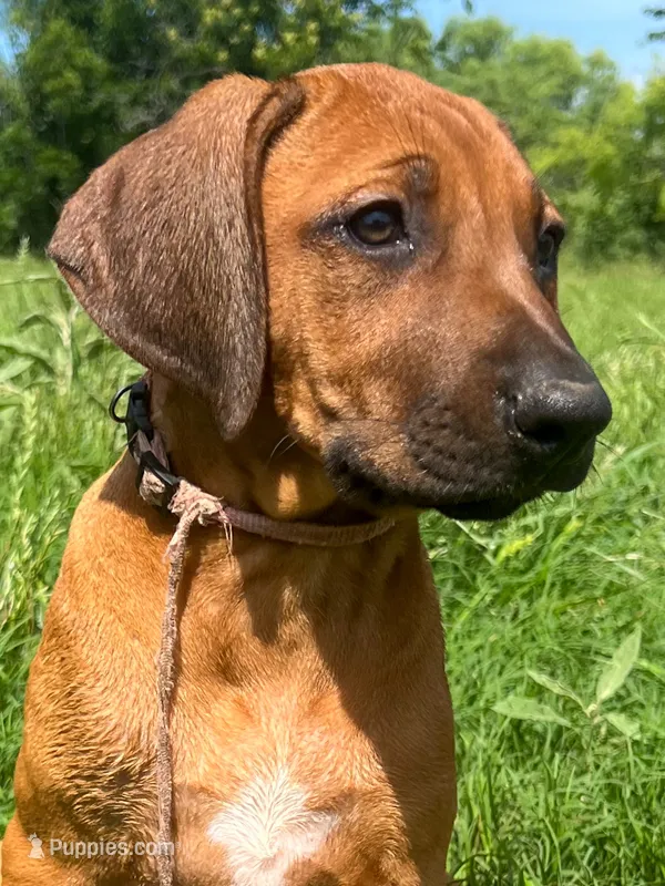 Leto’s Pink Collar Girl – Rhodesian Ridgeback puppy for sale in Bellevue, TX