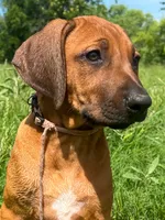 Leto’s Pink Collar Girl, a female Rhodesian Ridgeback for sale in Bellevue, TX – 1 of 10