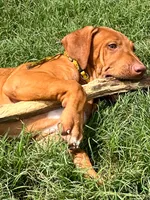 Leto’s Yellow Collar Boy, a male Rhodesian Ridgeback for sale in Bellevue, TX – 3 of 10