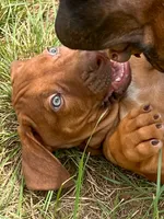 Artemis Black Boy, a male Rhodesian Ridgeback for sale in Bellevue, TX – 9 of 10