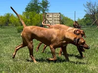 Leto’s Yellow Collar Boy, a male Rhodesian Ridgeback for sale in Bellevue, TX – 10 of 10